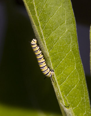 Monarch caterpillar _S9S9542 (1).jpg