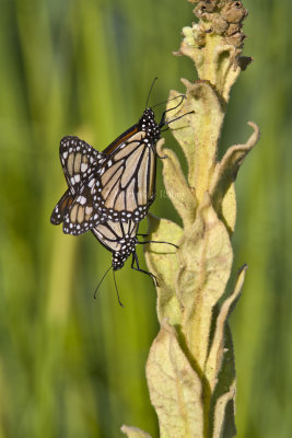Monarchs mating  _MG_5585.jpg