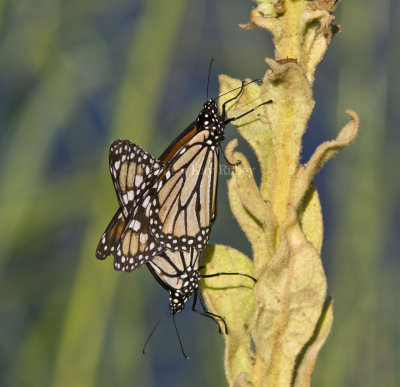 Monarchs mating _MG_5561.jpg