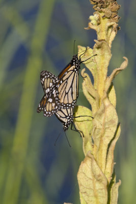 Monarchs mating _MG_5565.jpg
