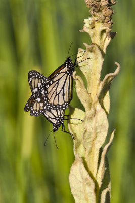 Monarchs mating _MG_5587.jpg