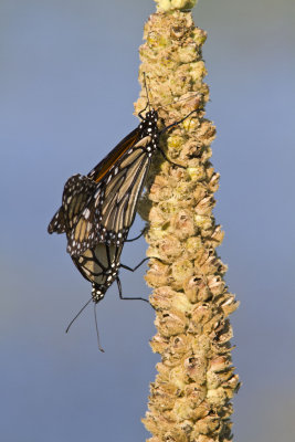 Monarchs mating _MG_5613.jpg