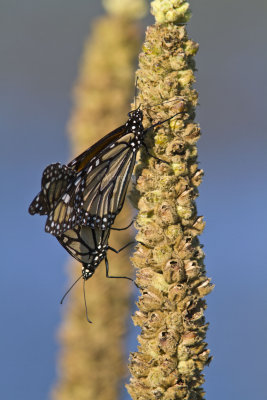Monarchs mating _MG_5622.jpg