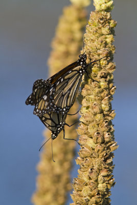 Monarchs mating _MG_5627.jpg