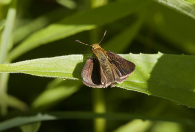 Dun Skipper (Euphyes vestris)