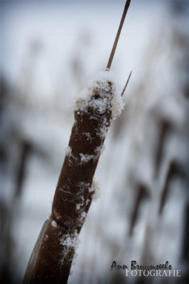 DSC_6694em.jpg