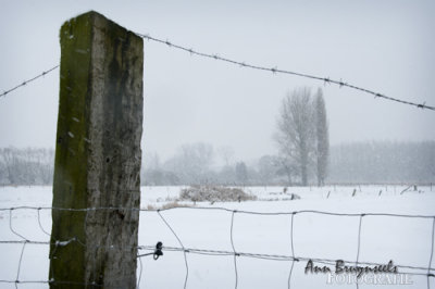 DSC_6726em.jpg