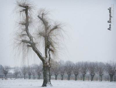 DSC_6731em.jpg