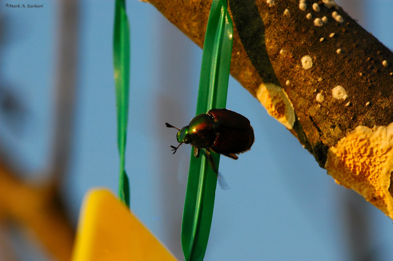 Japanese Beetle