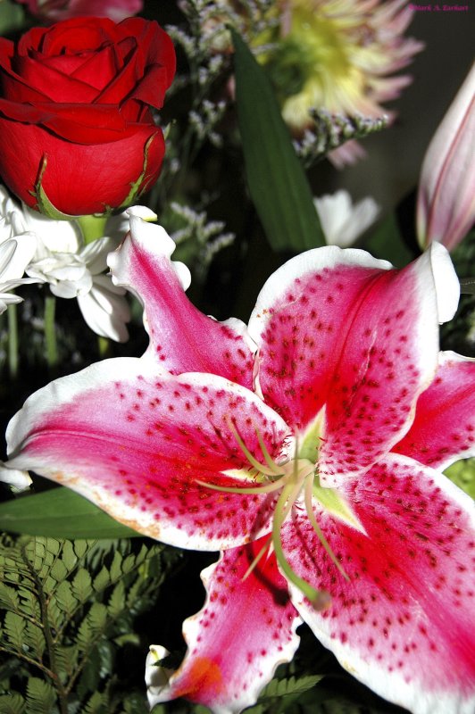 Stargazer and Roses