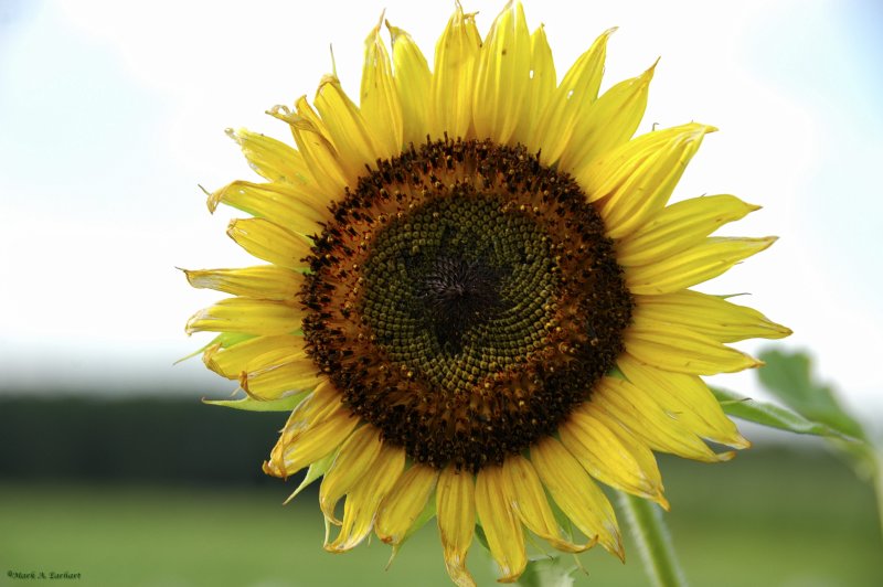 Lone Sunflower