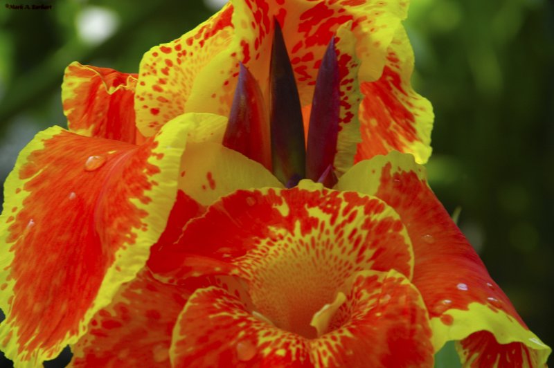 Tropical Dew