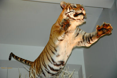 Leaping Tiger