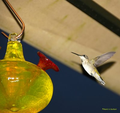 Hummingbird Revisited