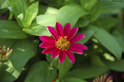Bloom In Pink