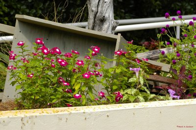 Wheelbarrow Wonder
