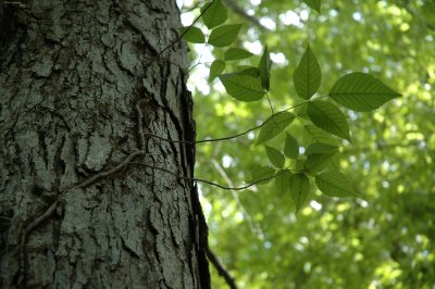 Poison Ivy