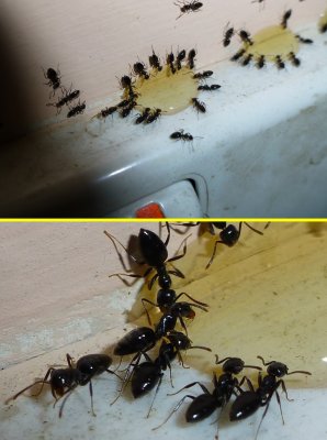 Power Ants