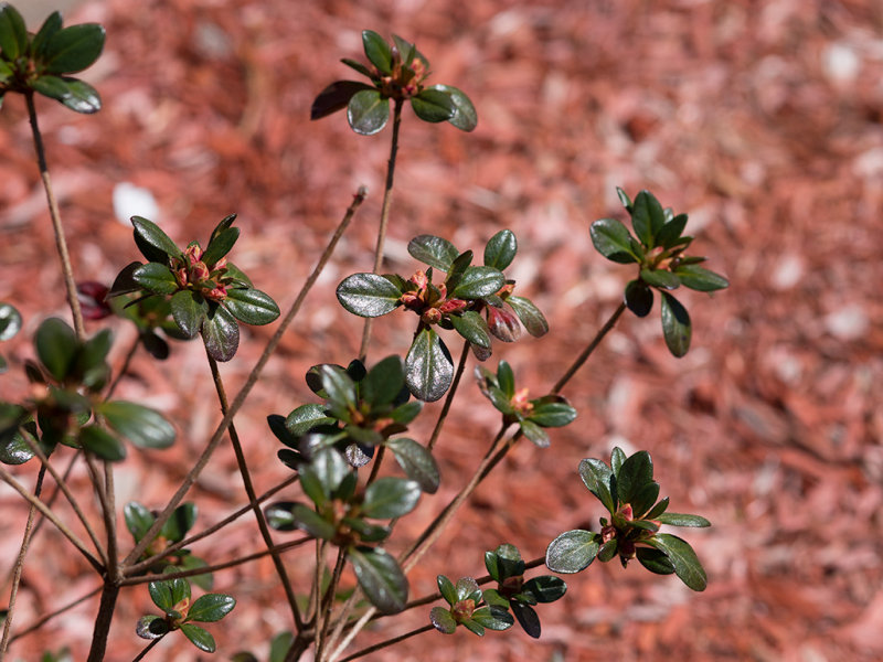 Azaleas