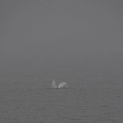 Swans - through the fog #2, See #1 below
