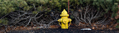 Yellow Fire Hydrant