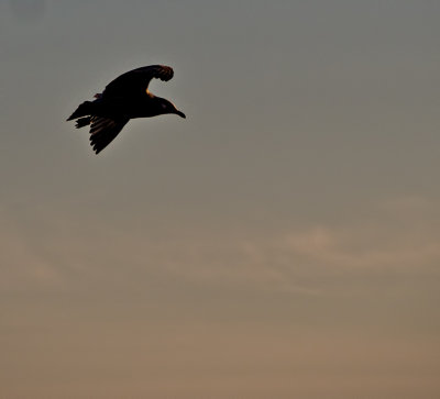 Crow in golden light