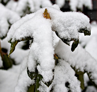 Rhododendron bud braving Storm Charlotte/Nemo