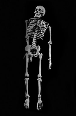  Dem Bones 
