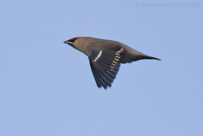 Pestvogel / Bohemian Waxwing