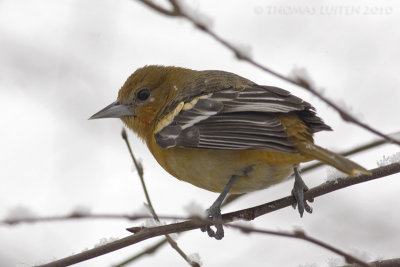 Baltimoretroepiaal / Baltimore Oriole