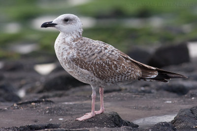 Geelpootmeeuw / Yellow-legged Gull