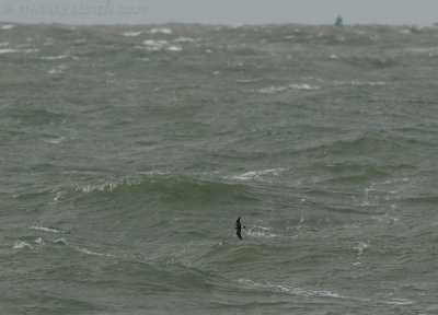 Vaal Stormvogeltje / Leach's Petrel