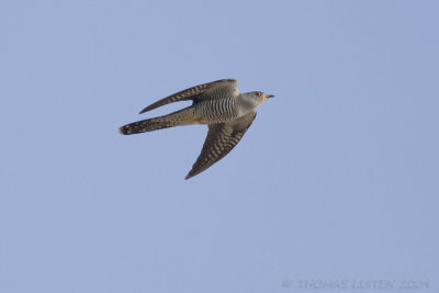 Koekoek / Common Cuckoo