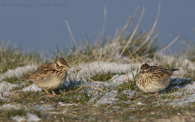 Boomleeuwerik / Woodlark