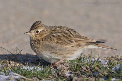 Veldleeuwerik / Eurasian Skylark