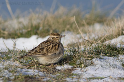 Boomleeuwerik / Woodlark