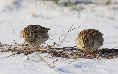 Boomleeuwerik / Woodlark