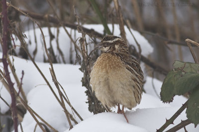 Kwartel / Common Quail