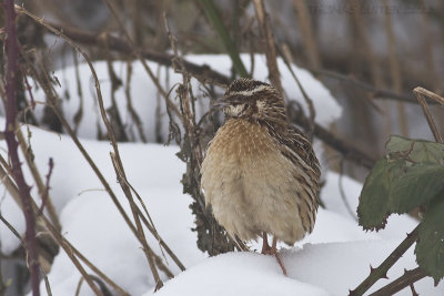 Kwartel / Common Quail