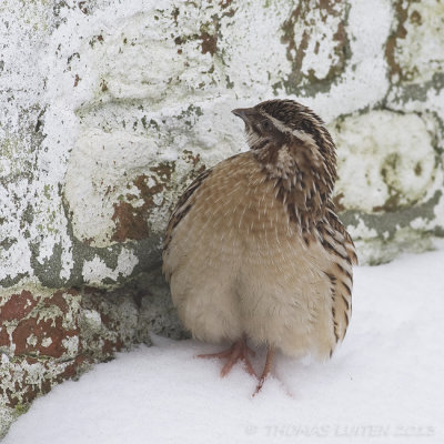 Kwartel (Coturnix coturnix)