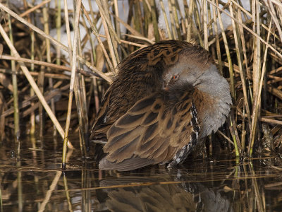 Waterral / Water Rail