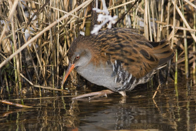 Waterral / Water Rail