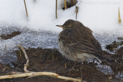 Oeverpieper - Rock Pipit