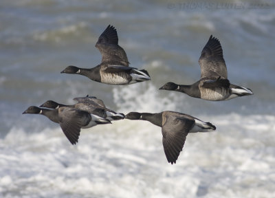 Witbuikrotgans / White-bellied Brent Goose