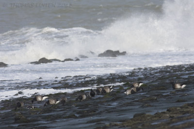 Witbuikrotgans / White-bellied Brent Goose