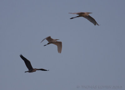 Grote Zilverreiger (Casmerodius albus)