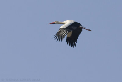 Ooievaar / White Stork