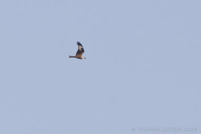 Rode Wouw / Red Kite