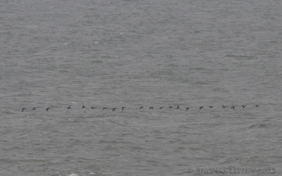 Wintertaling (Anas crecca)