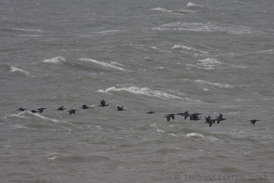 Aalscholver / Great Cormorant